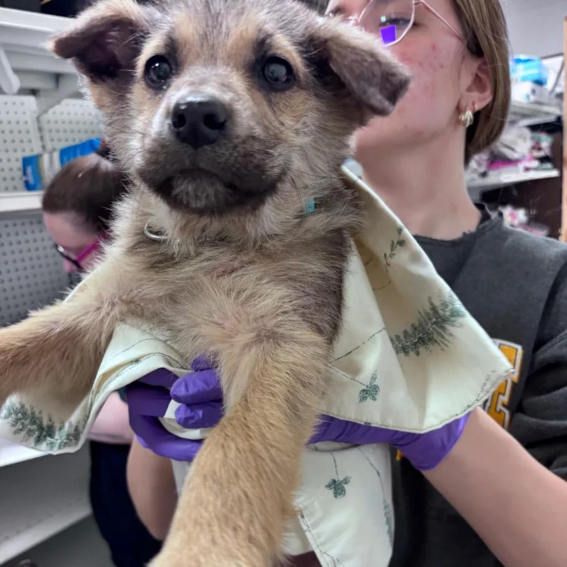 A baby small-sized male Brown / Chocolate Mixed Breed dog named Tango for adoption in Bismarck, ND