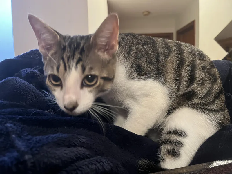 Hopscotch thumbnail 2