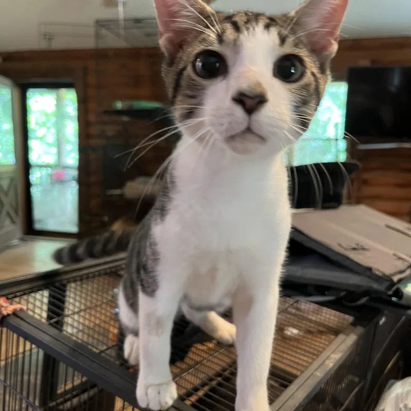 Hopscotch thumbnail 3