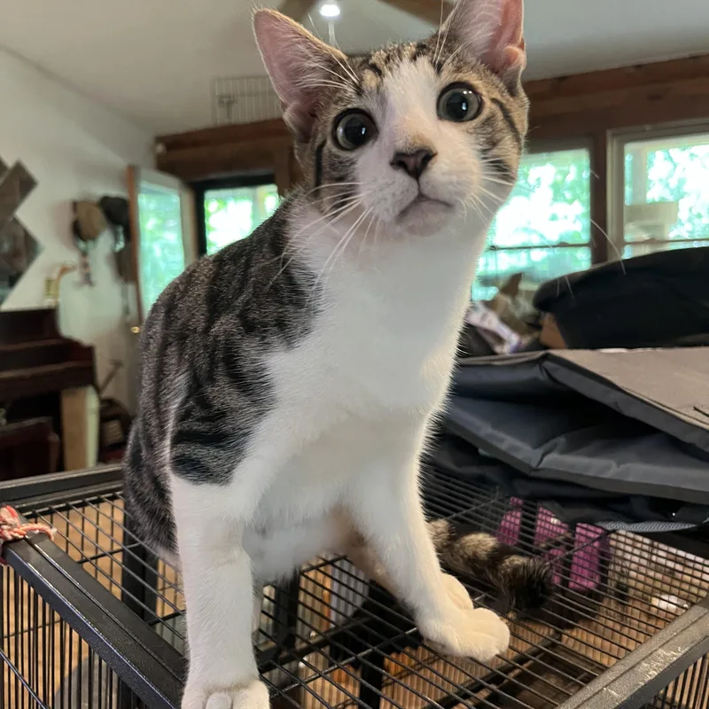 Hopscotch thumbnail 4