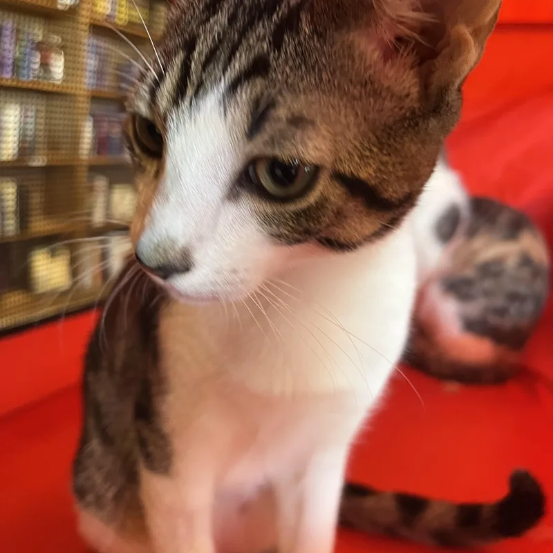 Hopscotch thumbnail 5