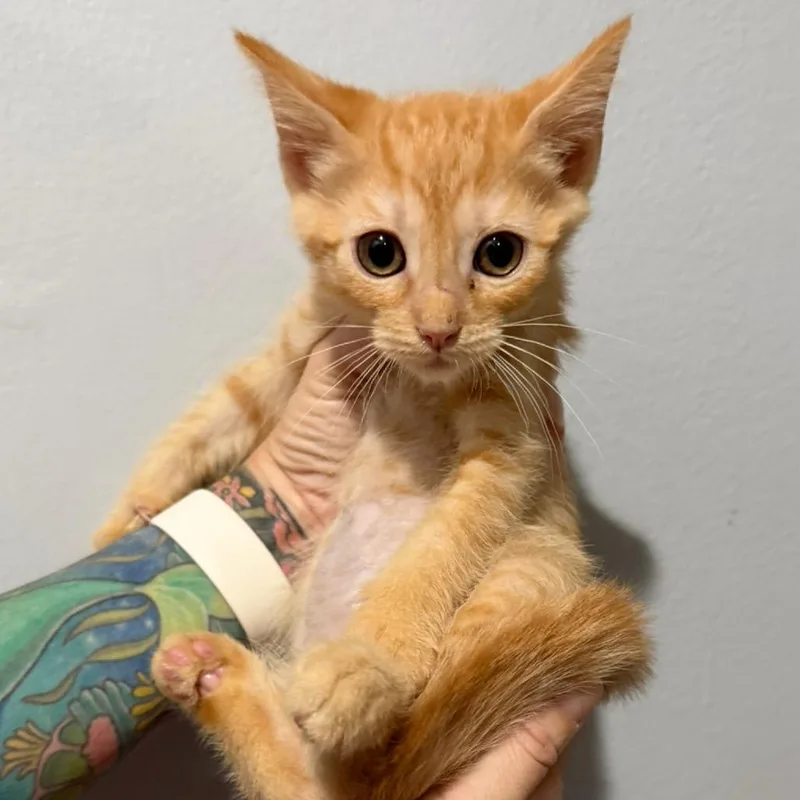 A baby small-sized female Orange / Red Domestic Short Hair cat named Charlotte for adoption in Simi Valley, CA