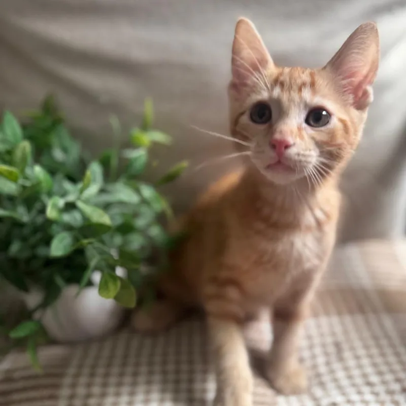 A baby small-sized male Orange / Red Domestic Short Hair cat named Shaggy for adoption in Brownsboro, AL