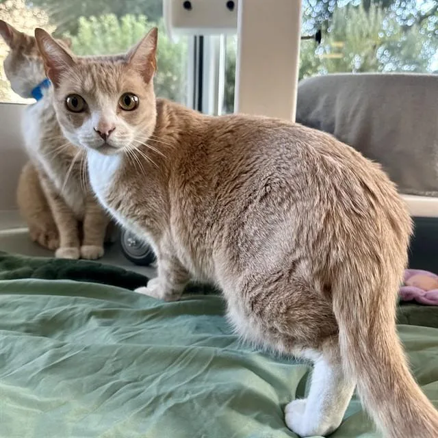 An adult small-sized male Domestic Short Hair cat named Remie for adoption in Riverside, CA