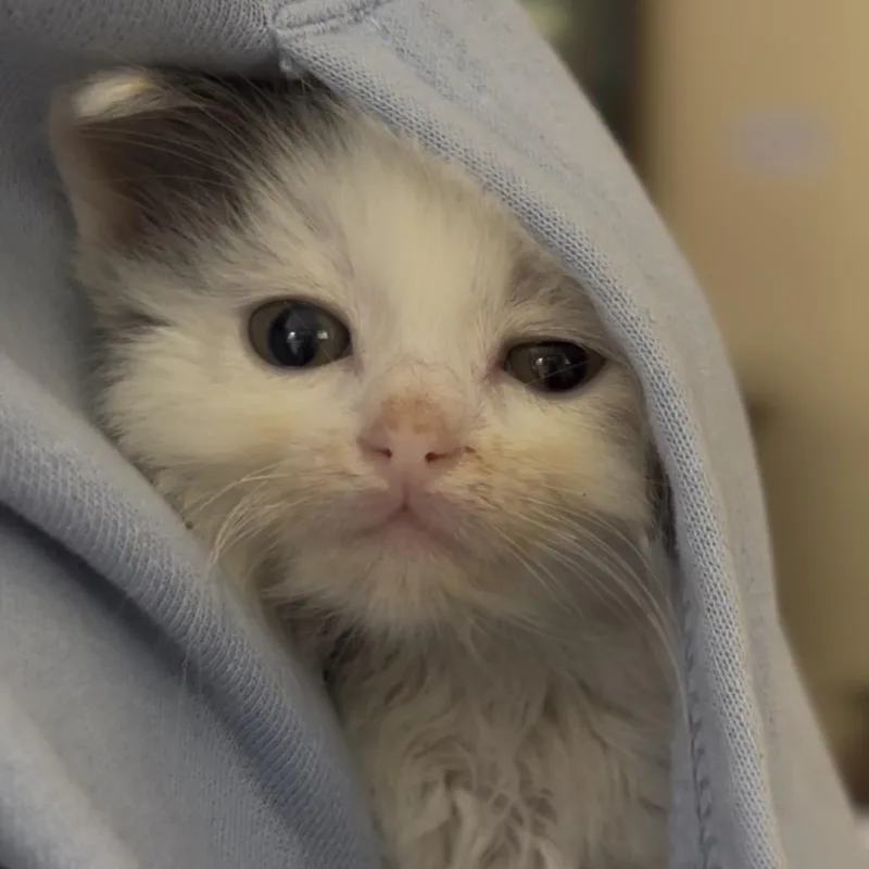 A baby small-sized male Domestic Short Hair cat named Nathan for adoption in Tustin, CA