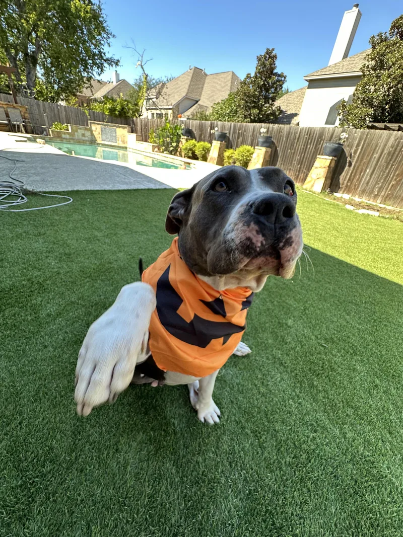An adult medium-sized female Gray / Blue / Silver Pit Bull Terrier dog named Lana for adoption in Pflugerville, TX