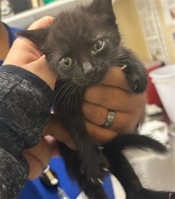A baby small-sized female Domestic Short Hair cat named Coco for adoption in Fort Myers, FL