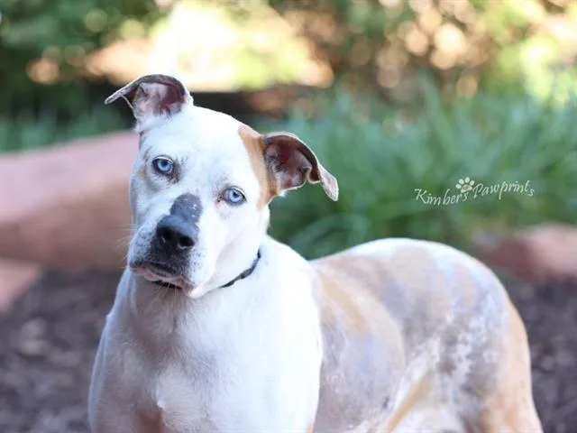 An adult large-sized female Boxer dog named Russia for adoption in Omaha, NE