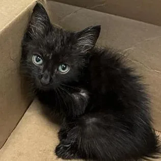 A baby small-sized female Domestic Short Hair cat named Pepperoni for adoption in Greensboro, NC