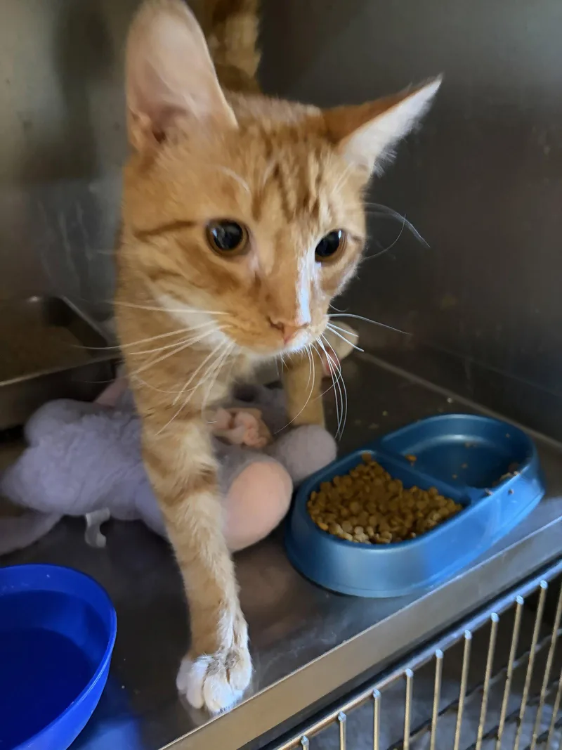 An adult medium-sized male Orange / Red Domestic Short Hair cat named Clint for adoption in Trenton, NJ