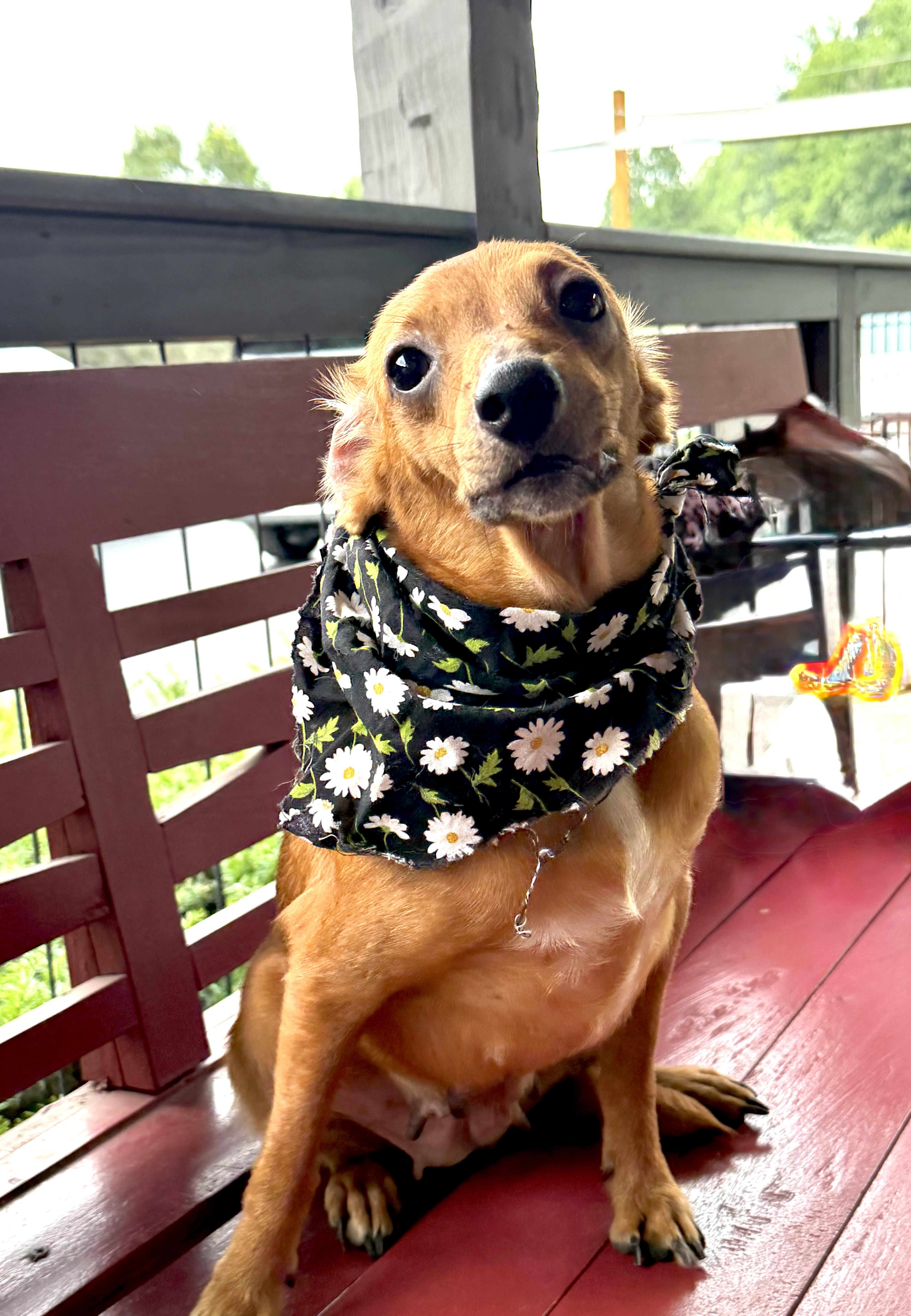 A young small-sized female Dachshund dog named Lelu for adoption in Maryville, TN