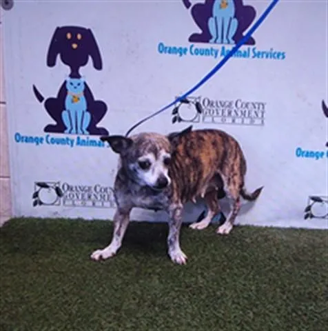 A senior small-sized female Chihuahua dog named Tiger Lily for adoption in Orlando, FL