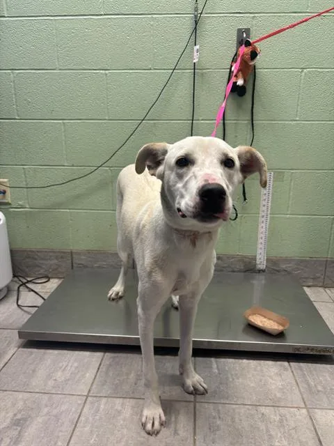 A young large-sized male Labrador Retriever dog named Xero for adoption in Grand Prairie, TX