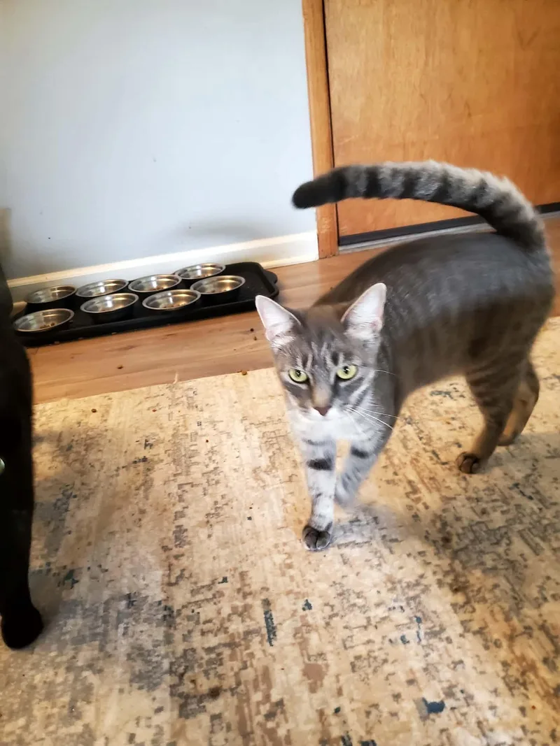 A young medium-sized female Tabby cat named Prissy for adoption in Manhattan, KS