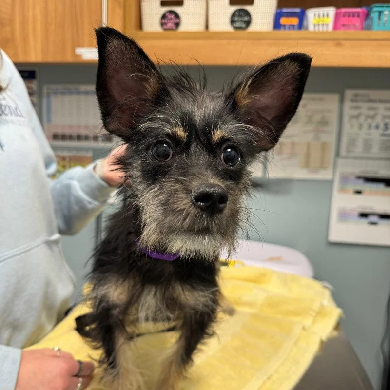 An adult medium-sized male Mixed Breed dog named Pop for adoption in New Castle, DE