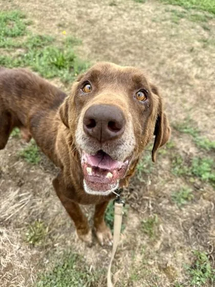 A senior large-sized male Brown / Chocolate Chocolate Labrador Retriever dog named Smokey for adoption in Roseburg, OR