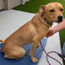 A young medium-sized female Terrier dog named Theodora for adoption in Fairfax, VA