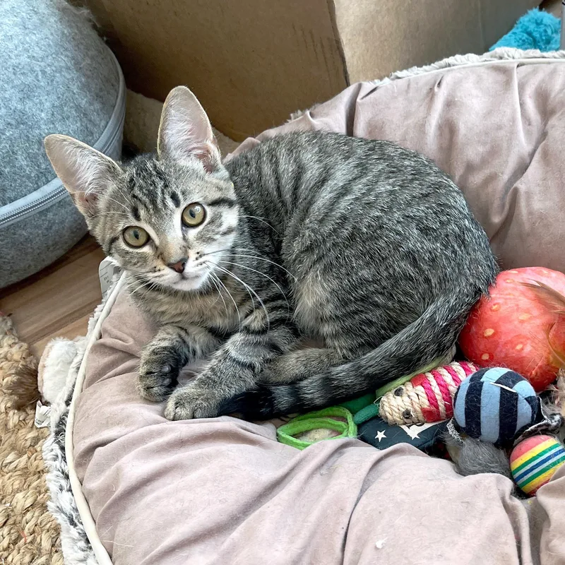 Sweet Roll thumbnail 2