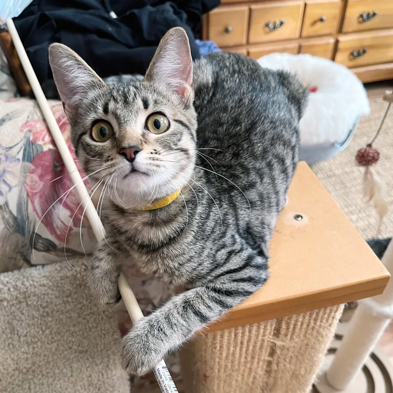 Sweet Roll thumbnail 3