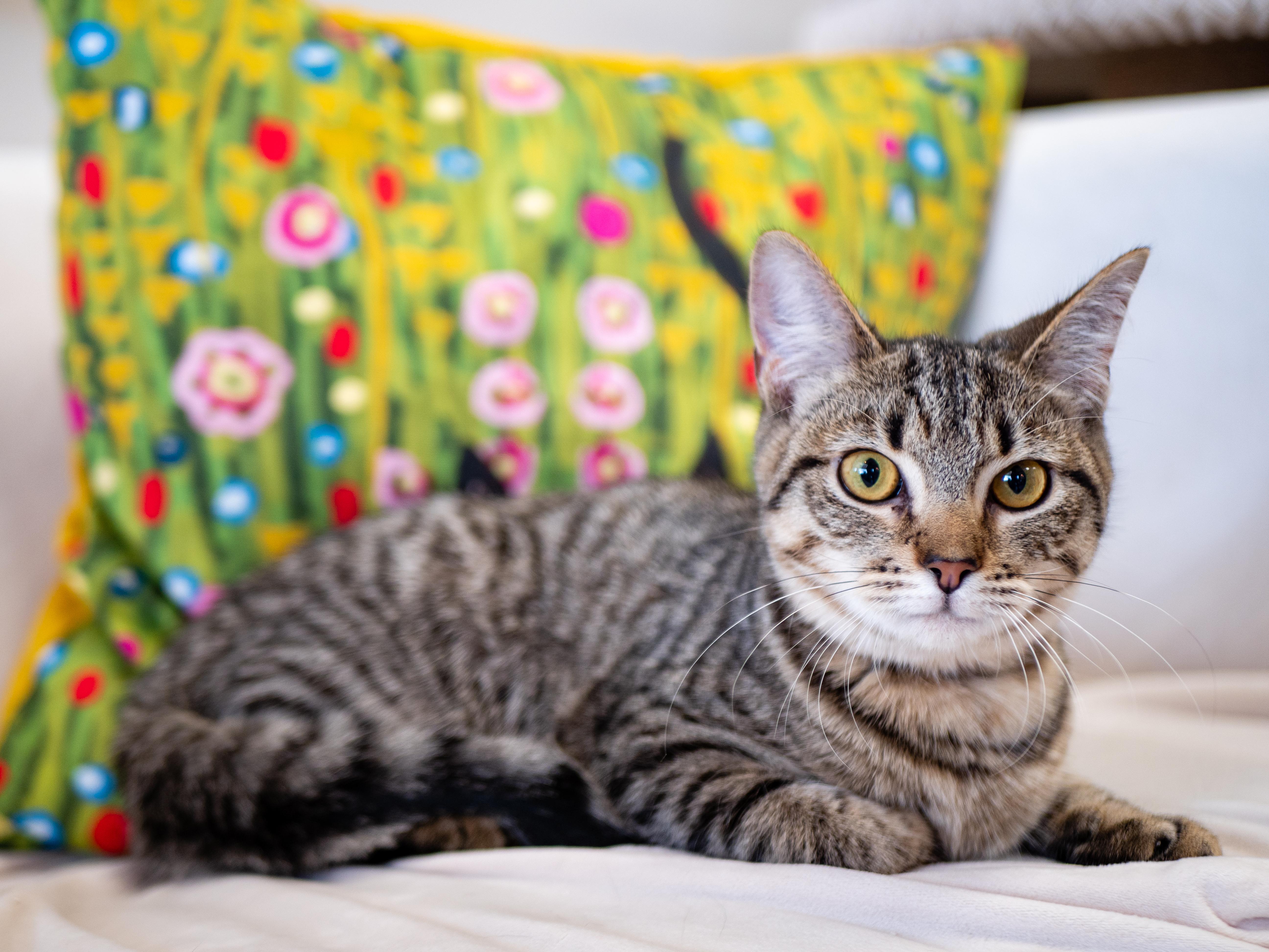 Sweet Roll thumbnail 4