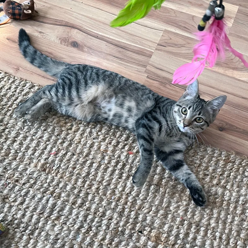 Sweet Roll thumbnail 5