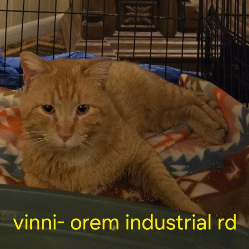 An adult small-sized male Orange / Red Domestic Short Hair cat named Vinni for adoption in Grantsville, UT