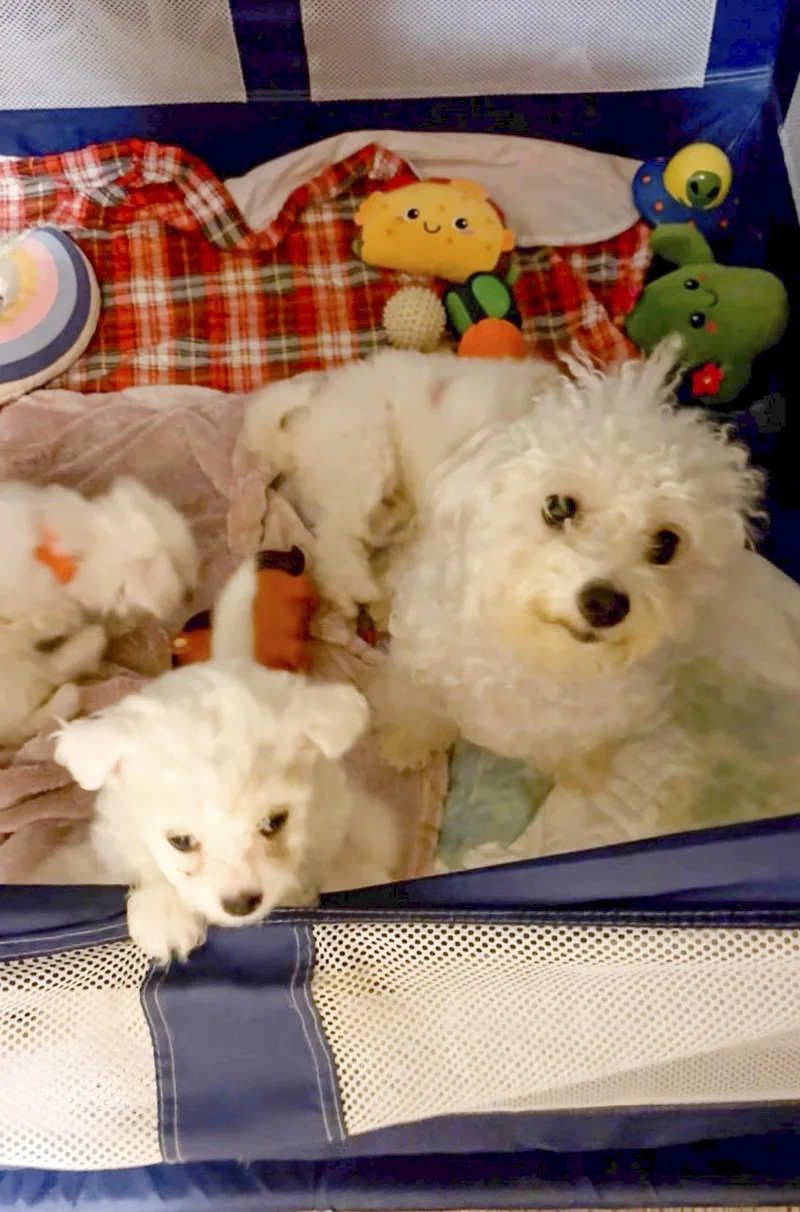 Coconut thumbnail 4