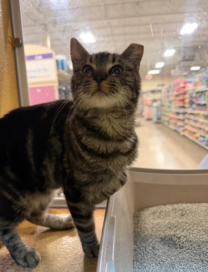 A young medium-sized female Domestic Short Hair cat named Grove for adoption in Reno, NV