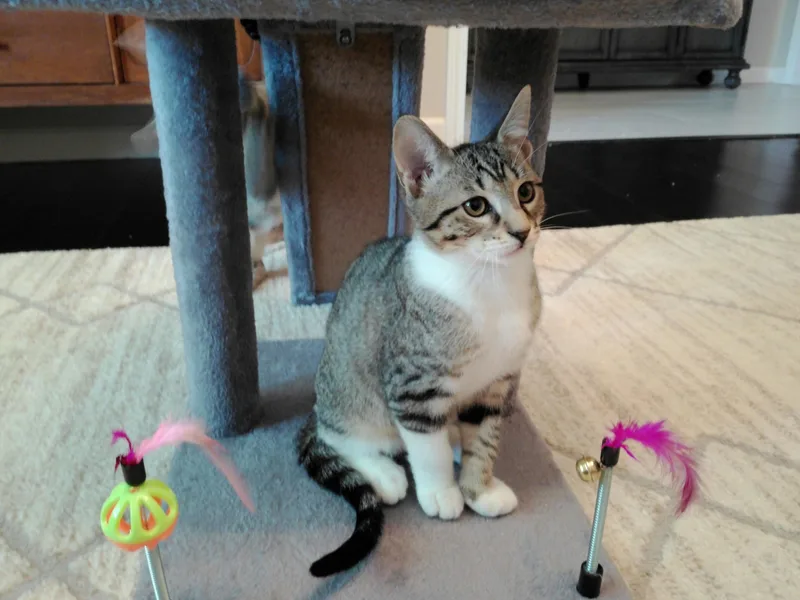 A baby medium-sized male Tabby (Brown / Chocolate) Domestic Short Hair cat named Soc for adoption in Houston, TX