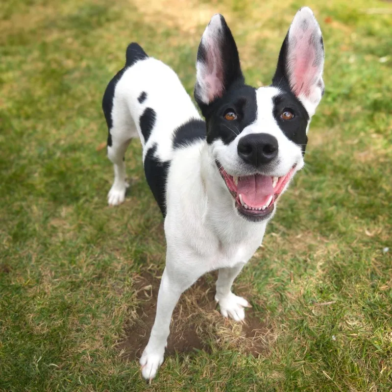 An adult medium-sized female White / Cream Border Collie dog named Periwinkle for adoption in Point Richmond, CA