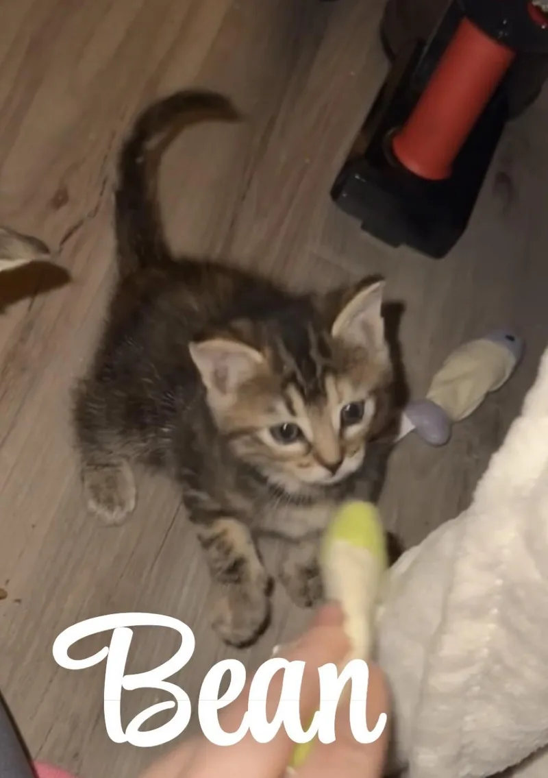 A baby medium-sized female Tabby (Buff / Tan / Fawn) Domestic Short Hair cat named Bean for adoption in Selma, TX