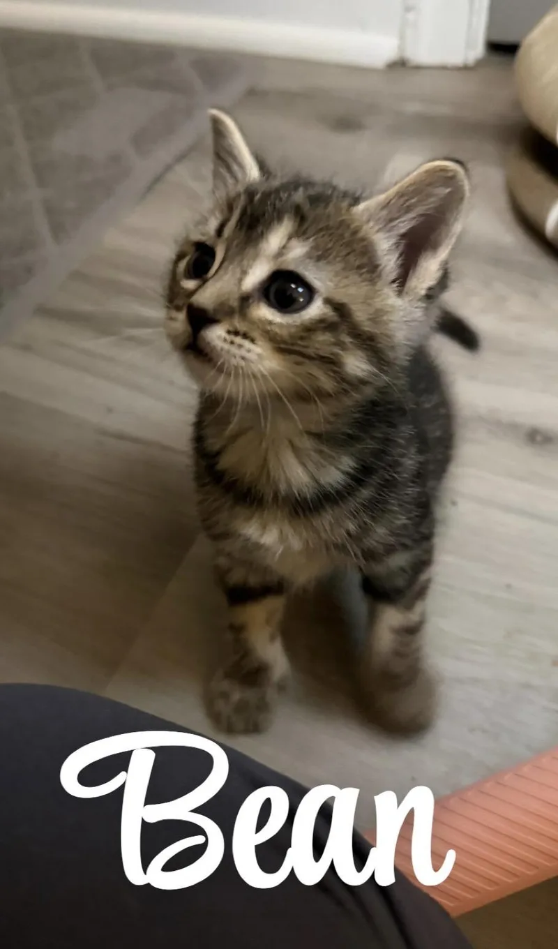 Bean thumbnail 3