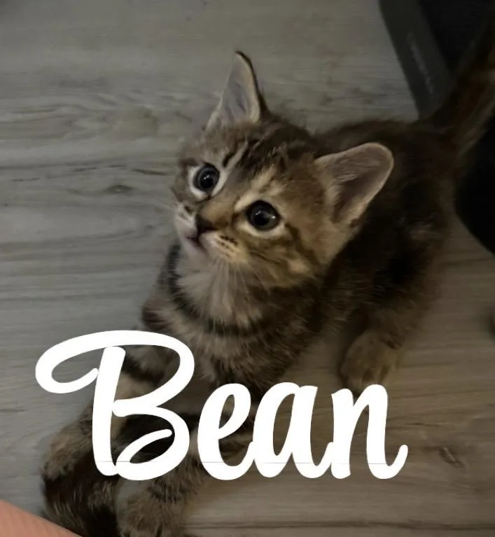 Bean thumbnail 4