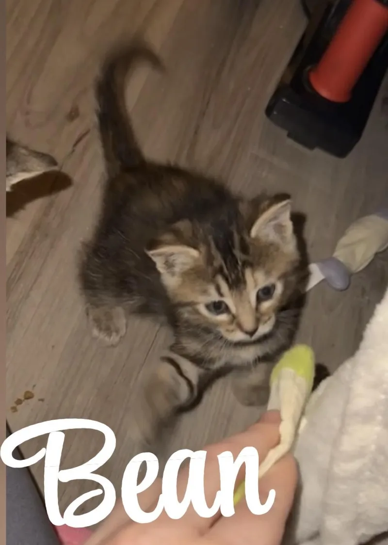 Bean thumbnail 5