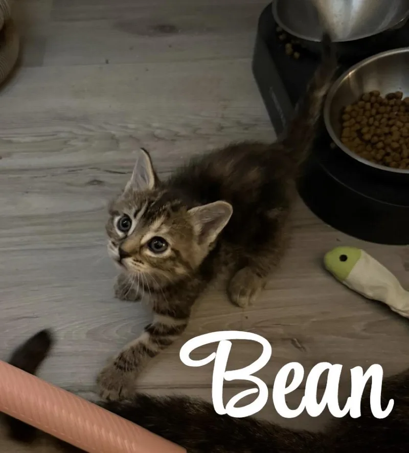 Bean thumbnail 6