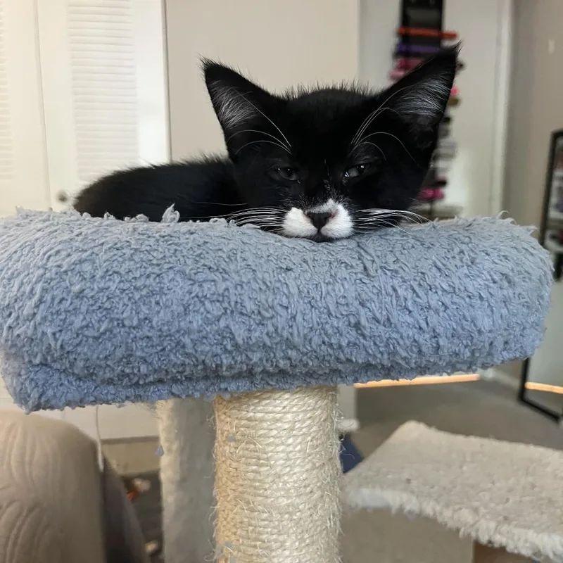 A baby small-sized male Black Domestic Short Hair cat named Storm for adoption in Fort Lauderdale, FL