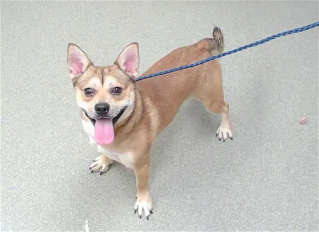 A young small-sized male Cardigan Welsh Corgi dog named Mysterio for adoption in Omaha, NE
