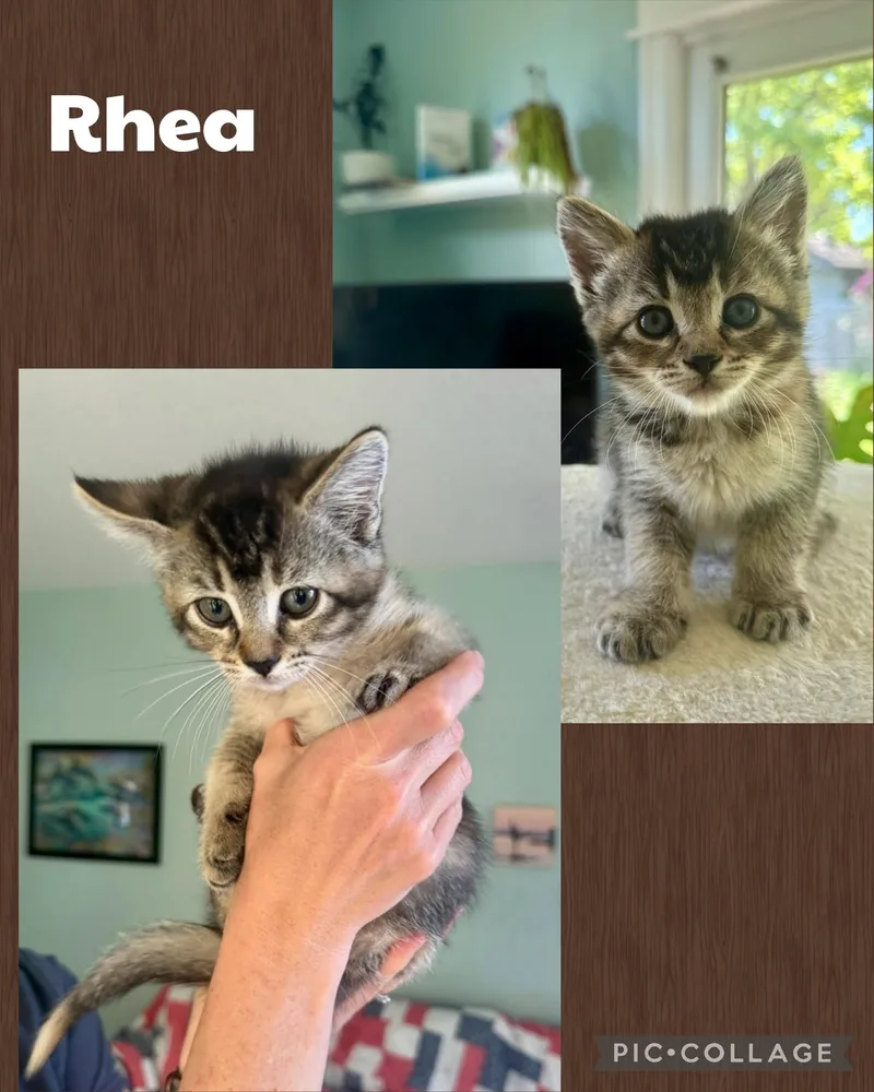 A baby small-sized female Tabby (Brown / Chocolate) Domestic Short Hair cat named Rhea for adoption in Newberg, OR