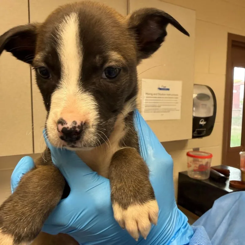 A baby small-sized female Black Labrador Retriever dog named Arteon for adoption in San Antonio, TX