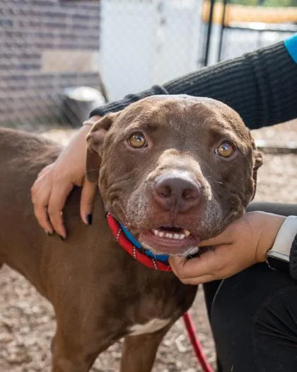 An adult large-sized male Mixed Breed dog named Trapp for adoption in Chamblee, GA