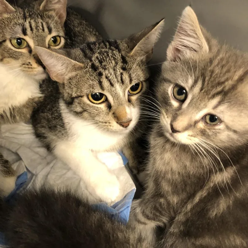 An adult medium-sized female Brown / Chocolate Domestic Short Hair cat named Sea Horse for adoption in Oak Park, IL