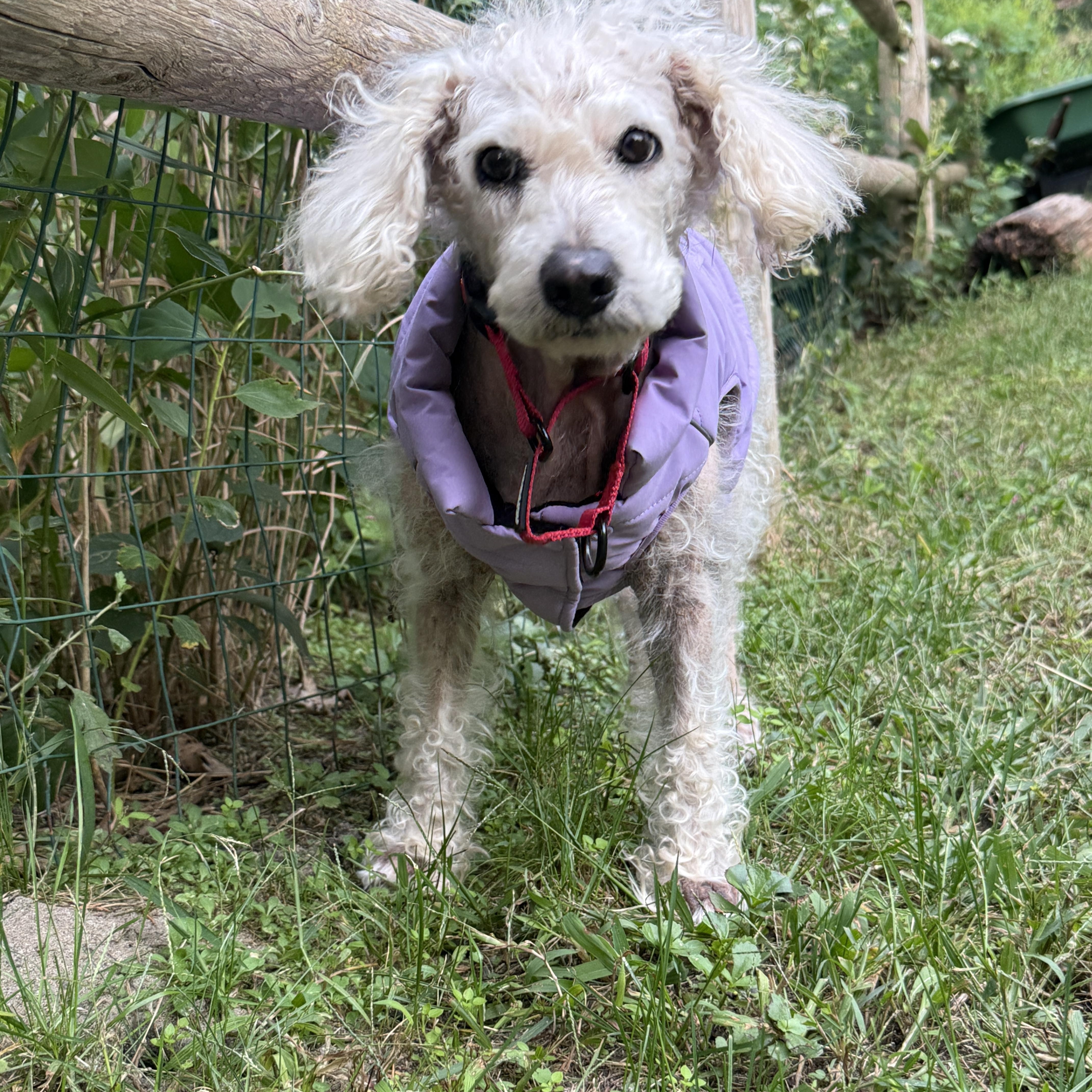 An adult small-sized female Poodle dog named Bailey for adoption in Brooklyn, NY