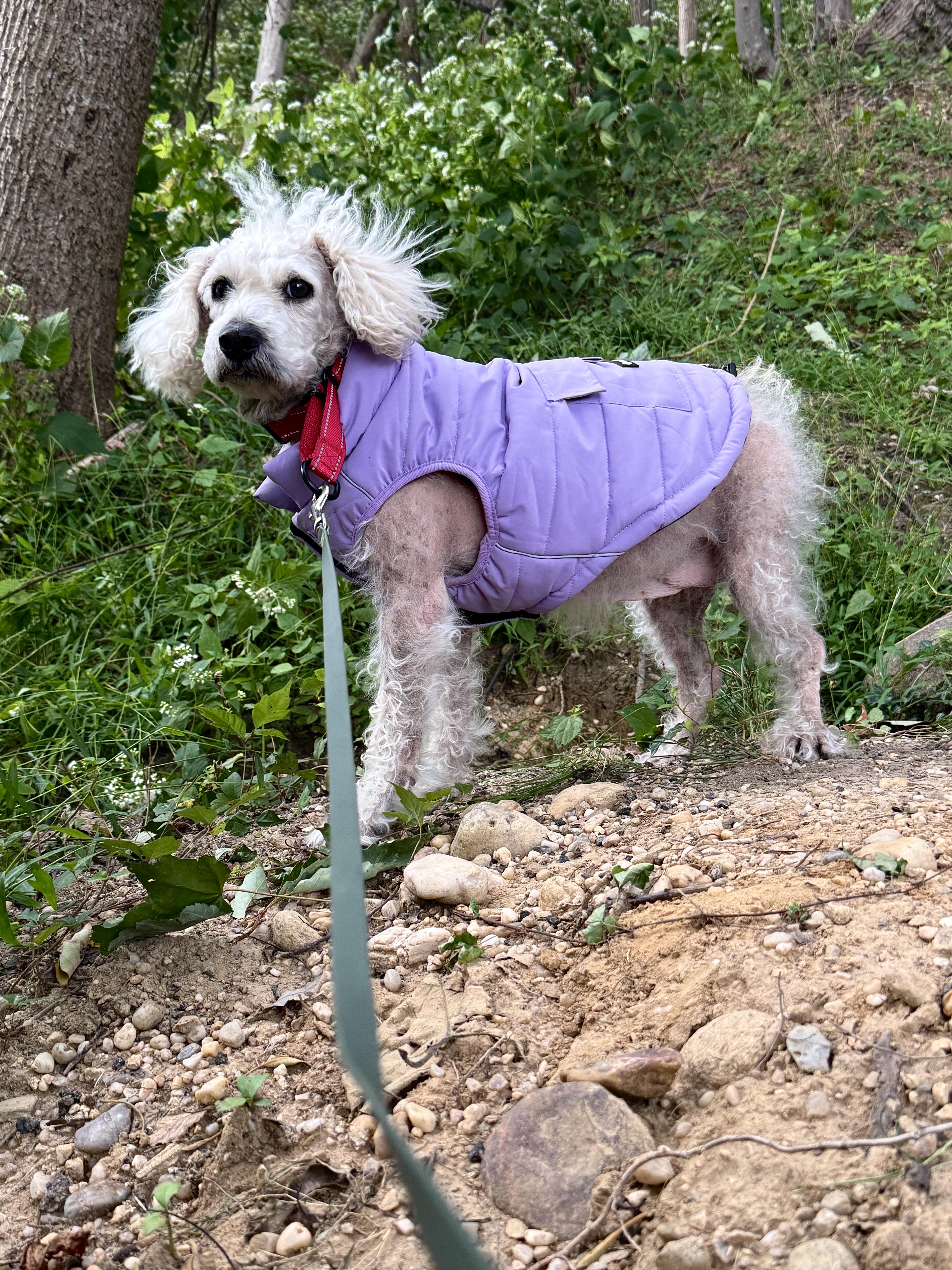 Bailey thumbnail 2