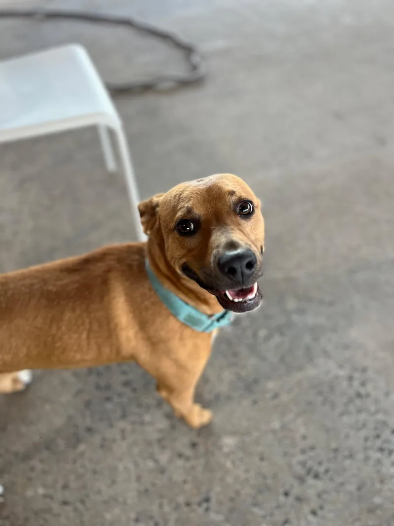 An adult medium-sized female Bicolor Pit Bull Terrier dog named Poppy for adoption in Ayden, NC