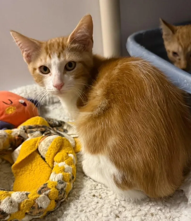 A baby medium-sized male Orange & White Domestic Short Hair cat named Gustavo for adoption in Wyandotte, MI