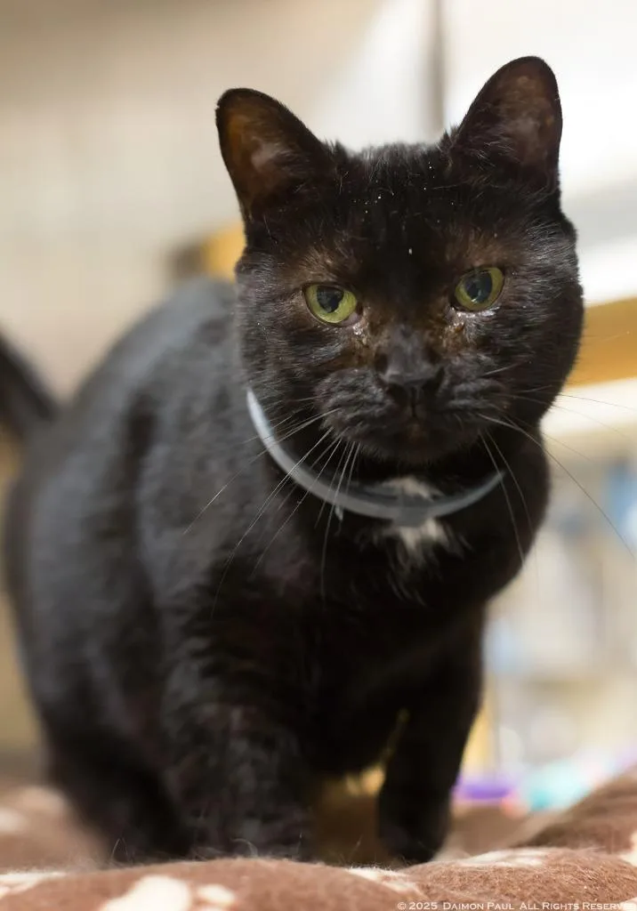 Princess Cocoa thumbnail 2