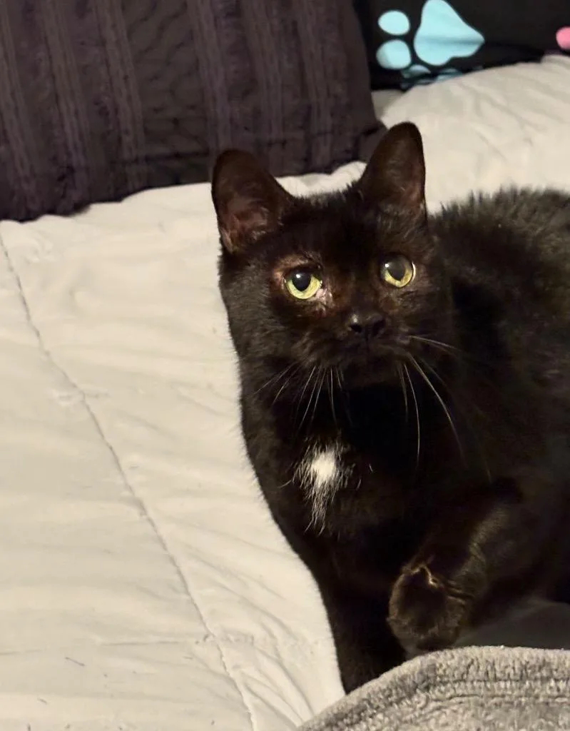 Princess Cocoa thumbnail 3