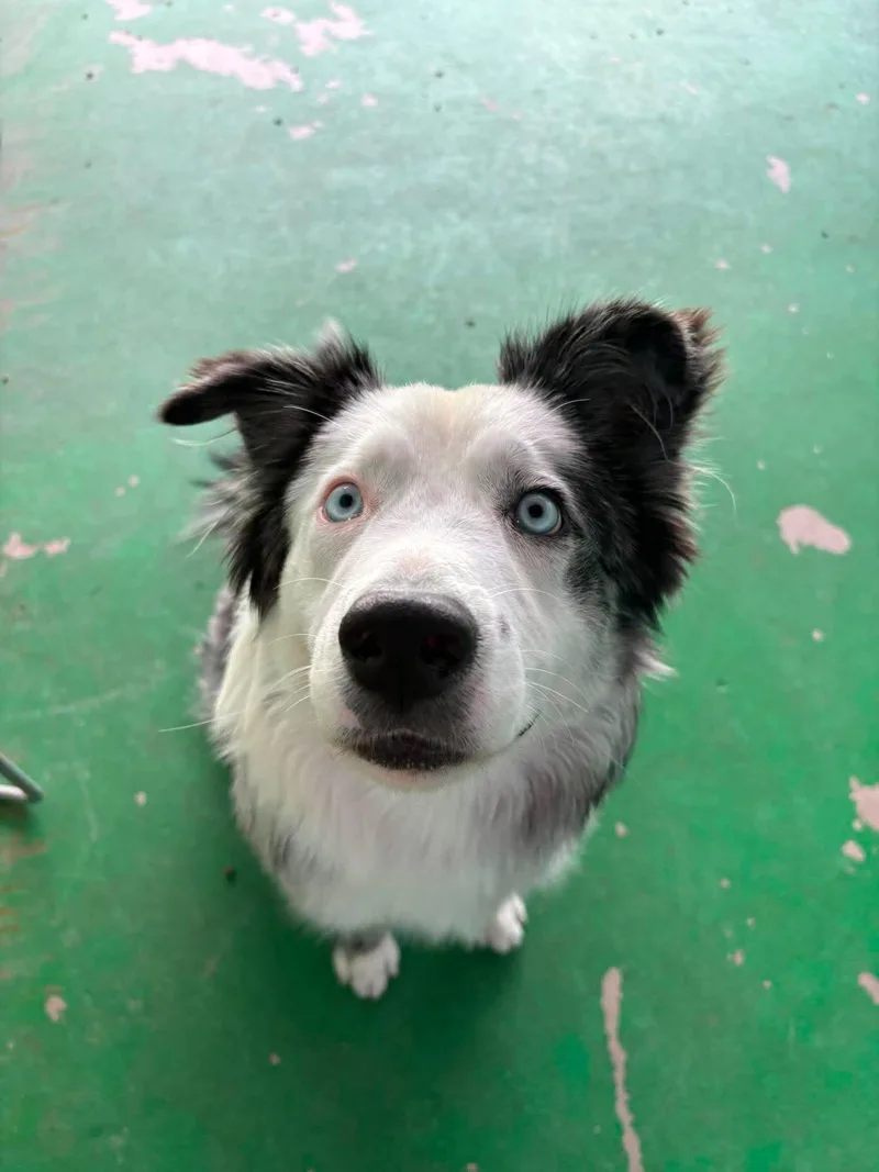A young medium-sized male Merle (Blue) Australian Shepherd dog named Marble for adoption in Phoenix, AZ