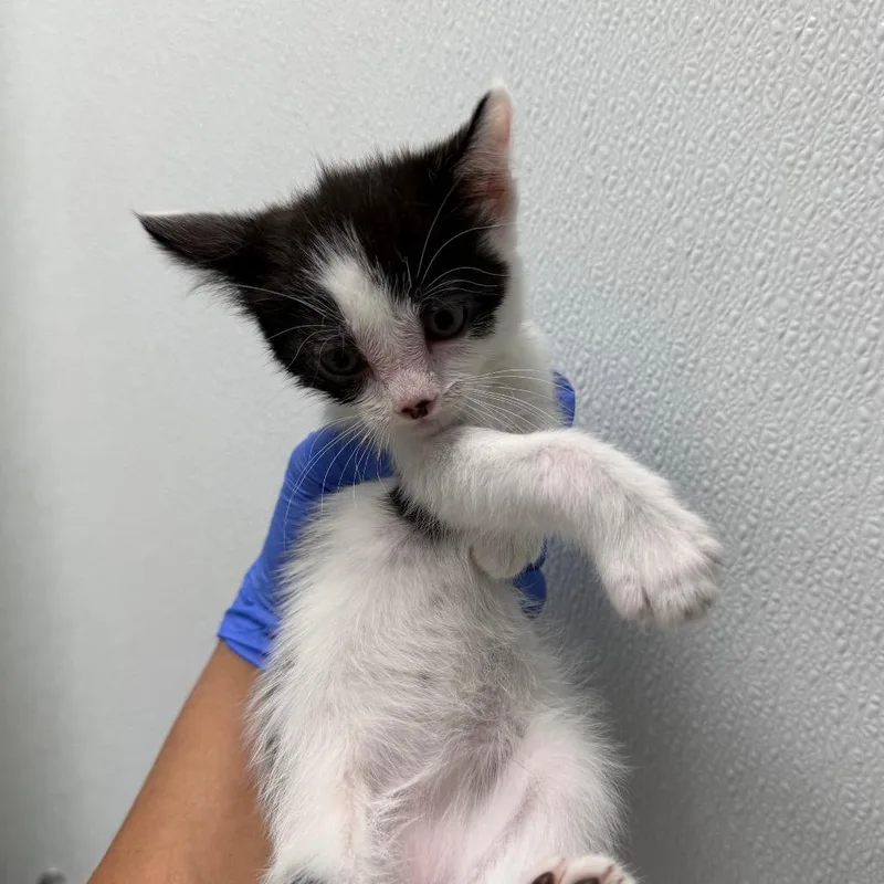 A baby small-sized female White Domestic Short Hair cat named Ruby for adoption in Sunnyvale, CA