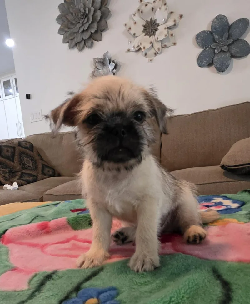 A baby small-sized male Yellow / Tan / Blond / Fawn Pug dog named Adin for adoption in Gregory, TX